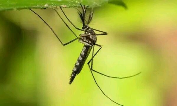 Mosquitoes Spotted in Iceland for the First Time After Record Heat