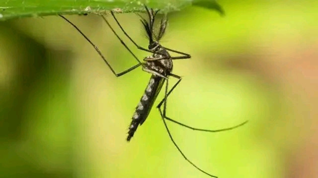 Mosquitoes Spotted in Iceland for the First Time After Record Heat